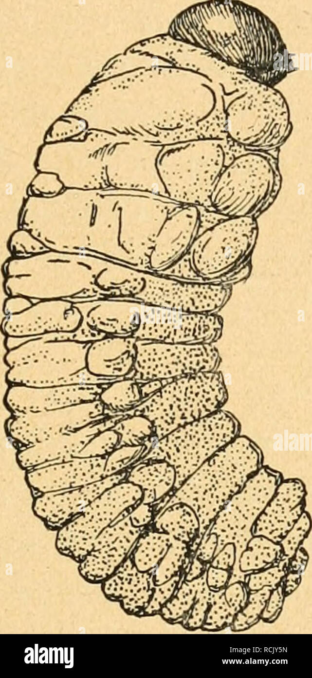 . Die forstinsekten Mitteleuropas. Ein Lehr- und handbuch. Alberi; Insetti Utili. Ipidae (Scolytidae). 429 Geschlechtsdijmorphismus oft sehr deutlich durch Unterschiede in der Bildung des Flügeldeckenabsturzes (cf gezähnt, '^ ohne Zähne oder mit kleineren Zähnen), in der Bildung des Kopfes, in der Form und Größe des Körpers RSU. Die Larven der Borkenkäfer zeigen typischen Rhynchophoren-Habitus (abb. 209): beinlos, weich, weißlich, ventralwärts gekrümmt, mit zahlreichen Wulstungen; Nur der Kopf stärker chitinisiert, gelblichbraun oder Braun. Der i. Bmstring besitzt gewöhnlich dorsale einige Foto Stock