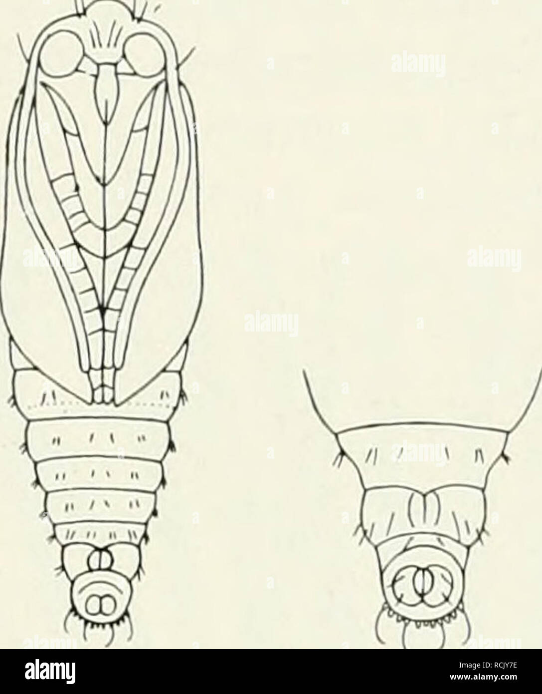 . Die forstinsekten Mitteleuropas. Ein Lehr- und handbuch. Alberi; Insetti Utili. Abb. 227. Eveiria turionana Hb. Abb. 228. Puppe von Evetria iiirionana Hb. (Kiefernknospenwickler). 2X. Venlralseite (rechts Hinterende stärker ver- größert). Nach Ra zeburg t. Puppe durch das Fehlen jeglicher Stirnfortsätze und den fast gänzlichen Mangel eines Stachelkranzes über dem dopo von den verwandten Arten leicht zu unterscheiden (abb. 228). Die Art ist über Deutschland, Schweiz, Österreich und Nachfolgestaaten, Ungarn, Belgien, Olanda, Inghilterra, Westrußland, Finnland und Skandi- navien verbreitet onu Foto Stock