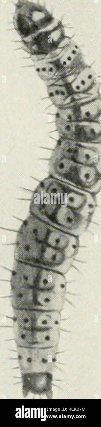 . Die forstinsekten Mitteleuropas. Ein Lehr- und handbuch. Alberi; Insetti Utili. Abb. 39. Zwei Mottenraupen mit ver- schiedener Ausbildung der Nacken- und Analschilde und der Borsten- bekleidung. Un Raupe von Coleophora oritae ZU., in Säcken lebend, ohne Borstenbekleidung, dagegen mit Nackenschilden auf den Thorakal- segmenten und kräftigem Analschild. B Raupe von Depressaria parilrlla imposta. mit schwächerer Plattenbeklei- sterco (nur auf dem i. Thoraxsegment), dagegen mit miglior Borstenbewaff- nung: man sieht hier deutlich den Unterschied zwischen der Beborstung der Thorakal- und Abdominalse Foto Stock