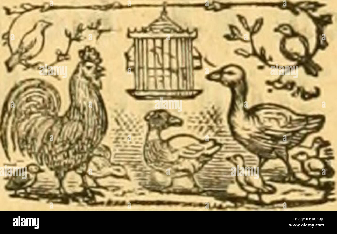 . Die Gefiederte Welt. Gli uccelli. ^anÃ¶luug eptifdjcr SÃ¶gel in Amburgo [Ã54] Ijat fockni cvl)altcu: eine Scnbimg 1'e()v id)Ã¶ner Â©pcrbcrtÃ¤ubd)cn (Cnlumba striata) baÃ¶ 'i^niar 12 3}iavf, SpciiingS^^^-Hipagcien bas ^l^aax 15 93i(nt rotljt'Ã¶pfigc SnfcparablcÃ baÃ¶¶ -^Jf-Hiar 21 3)laii, 9hjmp!)cnfÃ¼tid)c baÃ¤ ^aav 25 3)inr!, Â©onnenÃ¼Ã¶HO]d baÃ¶ *:paai- 45 Â"Diart. iBcm etfltnm fiarfjalutfroUcr, auf wclcbc idj in 20 grcBcn (Ã¤eflÃ¼fleI=5luf'ftcUunÃcn yrÃ¤micu kfommen l)ak, Â"erfcnte td) burd) l'^oftnac^nabme ncrt) 20 ÃtÃ¼cE iictfÃ¤iivicr (Sc^tnteifter) somma Stnietnen fÃ¼r junge ÃanarienÃ¼Ã¶gel. 9ll Foto Stock