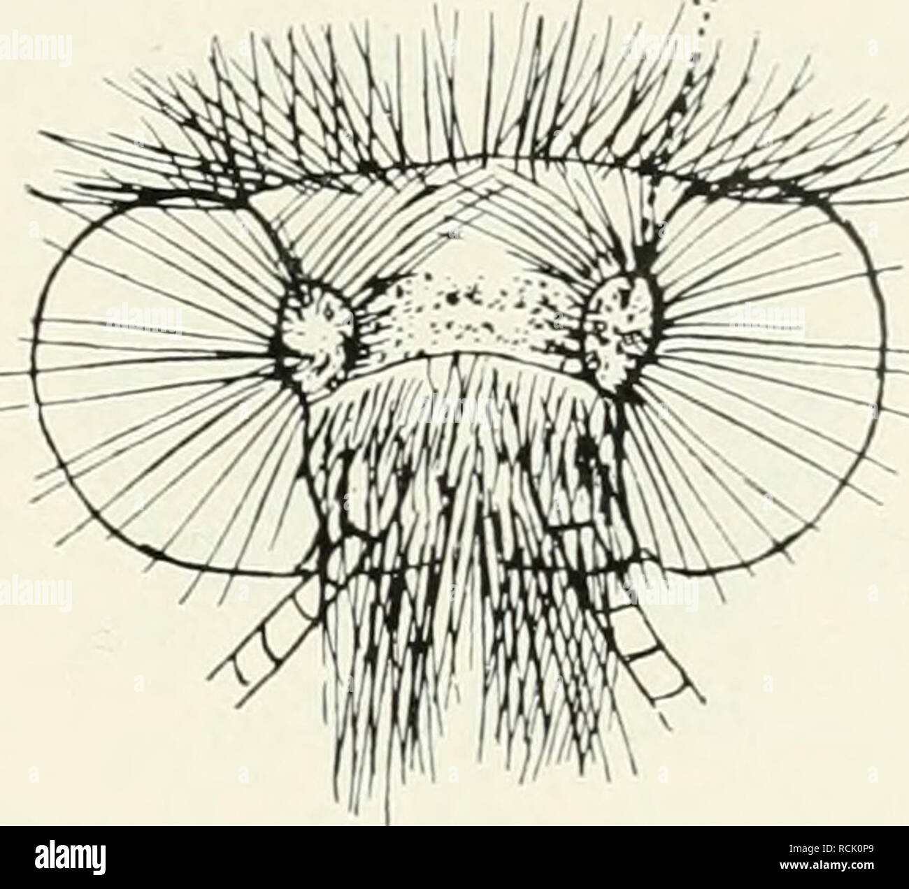 . Die forstinsekten Mitteleuropas. Ein Lehr- und handbuch. Alberi; Insetti Utili. Kurze Übersicht über die Morphologie und anatomie. Hinter den Ocellen kann noch ein weiteres Sinnesorgan, das sog. Chaetosema, liegen, dessen Funktion noch nicht geklärt ist. Es besteht aus einer Erhöhung halbkugelförmigen, von der feine radiale Börstchen ab- stehen (abb. 8). Die Fühler sind bei fast allen Schmetterlingen gut entwickelt. Das erste Glied (Wurzelglied, Scapus) ist meist besonders stark ausgebildet, auch Das zweite (Pedicellus) ist gewöhnlich noch C/t stärker; un dieses setzt sich der meist aus s Foto Stock