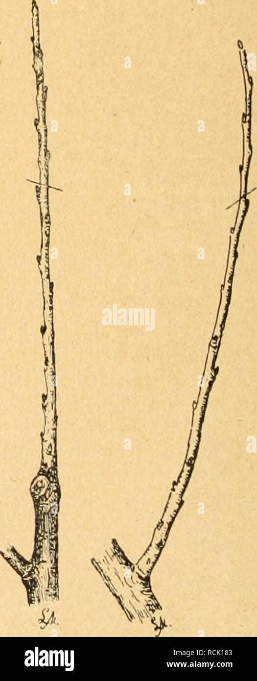 . Die Gartenwelt. Il giardinaggio. Wie der Obstbaum gepflanzt werden muß. Bild 1. Richtig gepflanzt. Bild 2. Schlecht gepflanzt. Schlüsse über das Gedeihen der einzelnen Obstarten und Sorten. Die dort begangenen Fehler, aber auch die Erfolge geben für die Neupflanzung die Richtlinien un. Passende Pflanzstellen sind erste Bedingung für das gute Gedeihen des Obststammes. Eine dünne Erdschicht über festem ge- stein, oder Kiesschichten sind für den Obstbaum untauglich. Nasse, versumpfte Böden ebenfalls. Sind in der Nähe viele rauchende Schlote, così wird das Wachstum der Bäume küm- merlich und der Ertrag Foto Stock