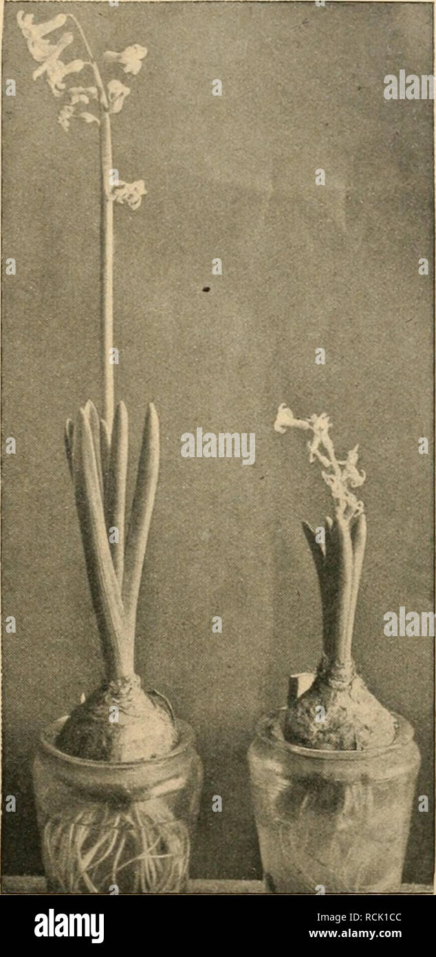 . Die Gartenwelt. Il giardinaggio. XXV, 7 Die Garten weit. 67 hier beschriebene oder Eine andere verdächtige Krankheit oder Schädigung, zeigen für Untersuchungszwecke alsbald oder später an die Biologische Reichsanstalt in Berlin-Dahlem, Königin-Luise-Straße 19 oder an die pflanzenphysiologische Versuchsstation der höheren Gärtnerlehranstalt a Berlino- Dahlem einzusenden. Es soll versucht werden, ein noch vollständigeres Bild über die Bedingungen, unter denen die Krankheit stärker auftritt, den Grad ihrer Gefährlichkeit, ihre Verbreitung, das Verhalten der einzelnen Nelkensorten und dergl. zu gewinn Foto Stock