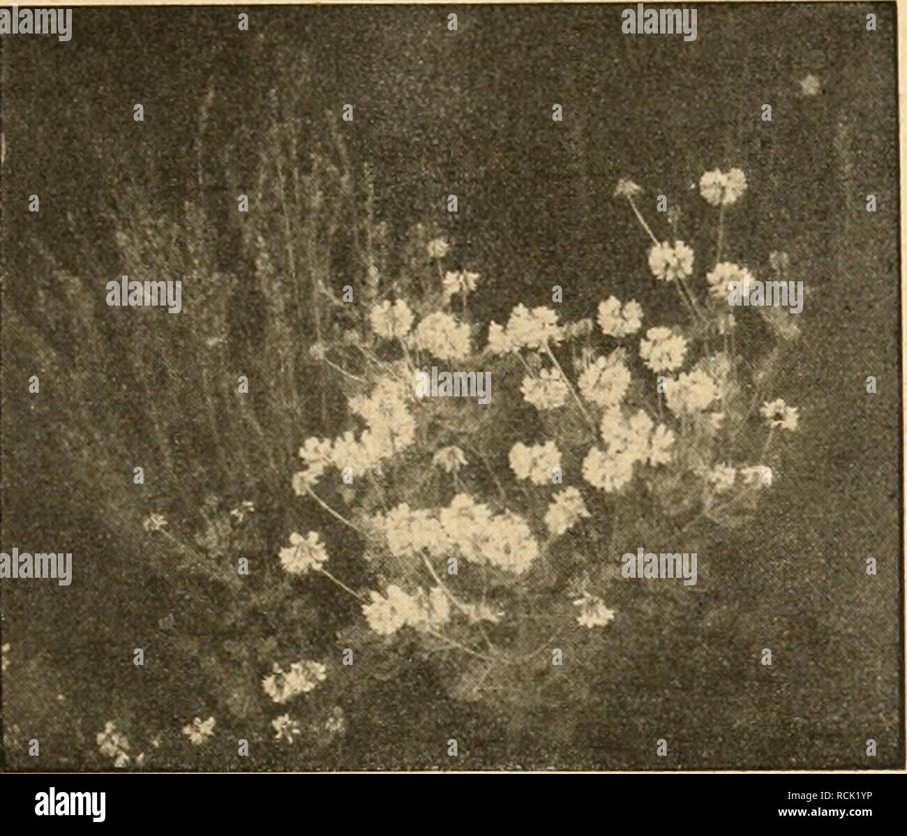 . Die Gartenwelt. Il giardinaggio. XXIII, 9 Die Gartenwelt. 69. der Coronilla montana. gepflanzt werden, es kommt nur darauf un, in arte welcher Obstbaum und -strauch Verwendung finden. In vielen Fällen wird es sich ermöglichen lassen, das Schöne mit dem Nütz- lichen zu verbinden. Dann wird auch Wert auf die Unter- haltung gelegt, dann wird der Garten auch mit als Wohn- raum betrachtet, dann wird man ihn mit Liebe würdigen, uomo wird der Kunst Verständnis entgegenbringen, sich am Geschaffenen erfreuen, und eine Sehnsucht nach Idealen höheren wird geweckt, nicht zuletzt zum Vorfeil für den aus- übenden Foto Stock