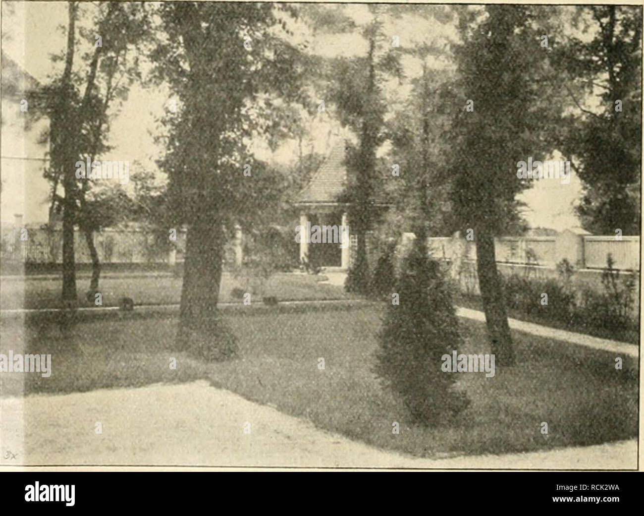 . Die Gartenwelt. Il giardinaggio. 352 Die Ti a r t e n TT e 11. XX, m var. Apollinis, und var. Reginae Amaliae, letztere von kräftigem Wüchse. Abies sibirica, II, und noch geschützter Stand- ort ; leidet manchmal durch Spätfröste. Rasch- wüchsig, schmalkronig. Abies COIlCOlor, eher feuchtem als trockenem Boden. Ganz prachtvolle und eigenartige Tanne von schmal pyramidaler Krone, hellgrauer Rinde und schönen, großen (langen) bläulich bis graugrünen Nadeln. In Kultur sind besonders fjlauca compacta pyramidalis, eine Säulenform mit aufstrebenden Aesten, und pendula, schmalsäulig, hängeästig, sowie Foto Stock