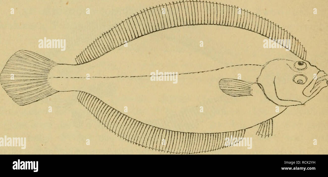 . Die Fische der Ostsee. Pesci. Schriften: Schonefelde 62. - Bloch II, 47, T. 47. - Boll Sy.- Lenzo 4. - Gottsche 164. - Kröyer II, 381.- Winther 36. - Malm 508. - Nilsson 631. - Collett 134. - Günther IV, 403. - Schlegel 173, T. 15, F. 1. - Van Beneden 79. - Moreaii III, 287. 53. Hippoglossoides limandoides Bloch. Rauhe Scholle (Bloch); pld. Tung, Tungenplaten; dän. Haaising; schwed. storgap, glib, lerskädda.. R 80 - 90. Una 60-70. Alle Strahlen ungetheilt. B 6. Länge 30-40 cm. Nicht ganz 3 mal così lang als hoch. Seitenlinie mit sehr schwacher oder ohne Biegung über der Brustflosse. Schuppen kle Foto Stock