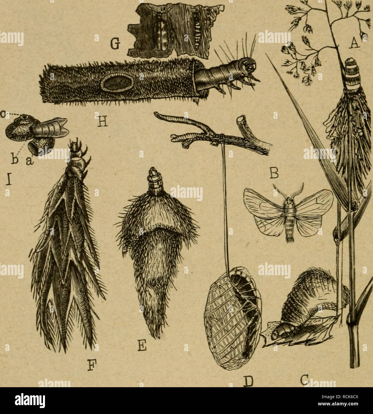 . Die Insekten. Entomologia. 98 III. Kapitel. Langen linearen S3(ättern unb |)a(uomini ho^xex gutterpflanae früher mi^rer eigenen ^rö^e proportionirte @tüc!e abju^tüicfen unb bann trie oben gu "erfahren.. gig. 24. Äünft(iä)e ^üüen üon ©d^mettertingSraupen. Una tonnellata di Psiche graminella, B bcr guge^örige (Schmetterling; c u. E harten üoit Coleophora, einer iOictte (D Socon einer brafilianijcbeii iDiotte); F Gelechia subo- cella; ho ©annuncio psiche ücn helix S. (NAC^ dlauS), b üorbere, un f)intcre, c jeitti^e Deffnung; G Äfeibermctte, S(^mettec(ing unb jRaupe auf einem ©tücl %nä); h jRaupe öcn Tinea tapezella in i Foto Stock