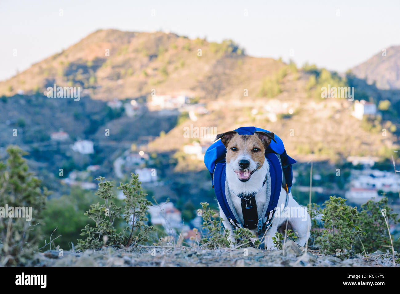 Viaggiare con il concetto di pet con il cane con zaino seduti sulla cima della montagna con altre montagne a sfondo Foto Stock