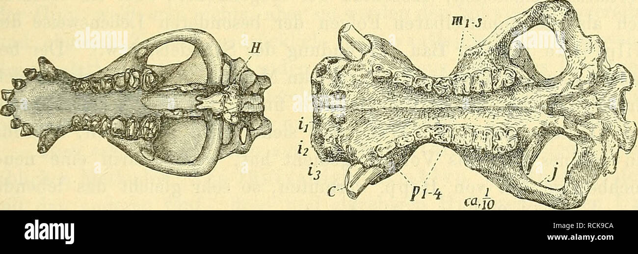 . Die geologischen grundlagen der abstammungslehre. Paleontologia; evoluzione. Fig. 166. Schädel von Coryphodon (A) und ippopotamo (-B) von oben gesellen. (Nach Marsh.). Fig. 167. Schädel von Coryphodon elephantopus (links) und ippopotamo Sivalensis (rechts) von unten. (Nach Cope und Falconer &AMP; Cautley.) schwächer ausgebildet sind, als die beiden mittleren. Wenn wir den Fuß von Coryph. sich reduzieren denken, così wäre das nächste Stadium der Verlust des ersten dita, und fügen wir dazu die ge- ringen Verschiebungen, die die infolgedessen Wurzelknochen erfahren, così daraus resultiert unmi Foto Stock
