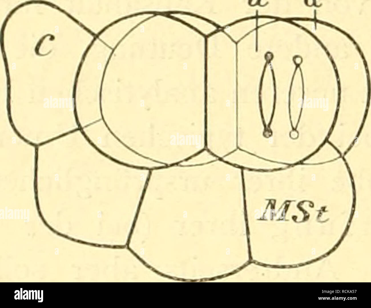 . Die Geschichte der T-Riesen von Ascaris megalocephala als Grundlage zu einer dieser Entwickelungsmechanik Spezies. Gli Ascaris megalocephala; Ebryology. - 102 - Embrione normalen durch una oder " gelegte, zu der entsprechenden hinteren Kontaktfläche parallele Ebene ist für die Zelle "primär trasversale". Demnach liegen die Spindeln von un und " in einer primären Trans versaleben c ihrer Zelle. Nun aber gestatten die beiden Spindeln zum Glück die Bestimmung ihrer primären Lage auch für die noch folgende dritte dimensione. Haben wir gehört, dass am typisch aus- geprägten embrione die Spindeln von una onu Foto Stock
