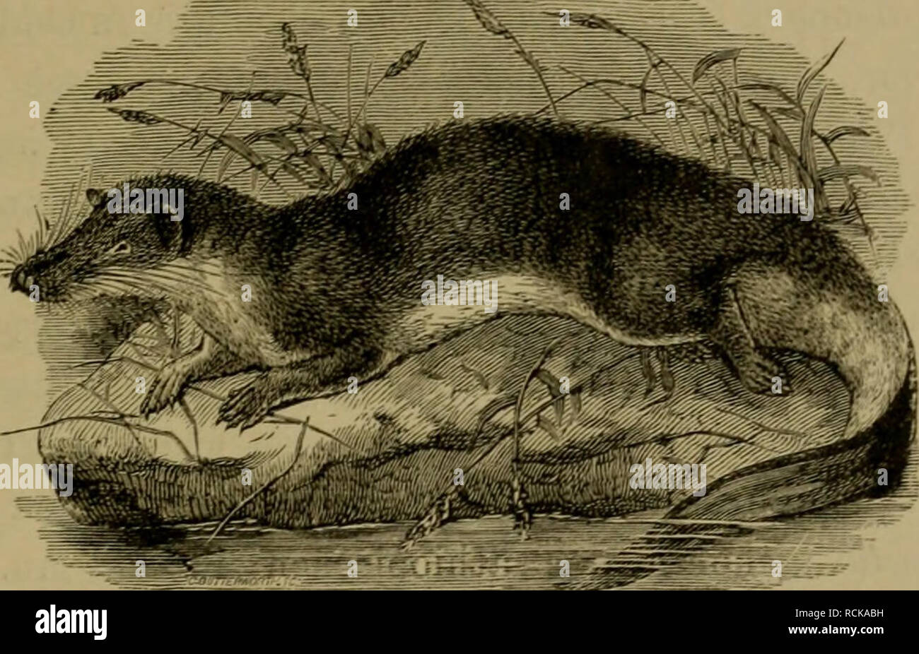 . Die geographische Verbreitung und geologische Entwickelung der Säugetiere. Faunistica; mammiferi; mammiferi fossili. 319 die Familie wahrscheinlich ist eine sehr alte. AVir kennen zwar keine fossilen Vertreter derselben, allein das Vor- kommen von GeogaJe beweist, dass die Gruppe zu den ältesten Säugetieren gehört, muoiono in Aethiopien eingedrungen sind. Die Goldmulle {ChrysocUorklae), die ihren Namen wegen des Glanzes metallischen ihres Pelzes bekommen haben, sind blinde, ohrenlose, in der Erde wühlende In- sektenfresser. An der Mittelzehe der Vorderfüsse besitzen. Fig. 53. Potamogale aus Westaf Foto Stock