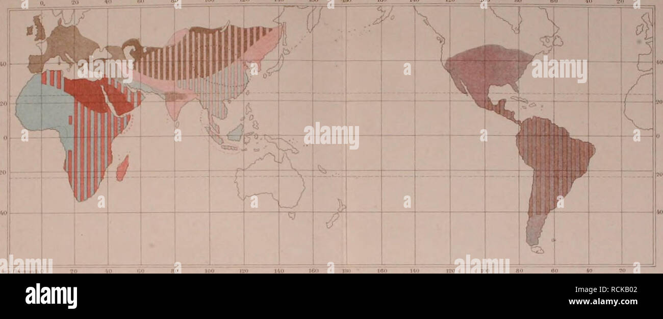 . Die geographische Verbreitung der jetzt lebenden Raubthiere. Carnivora; faunistica. Vina Acta kcad.a. (OXat Cur hl. LVB Tab. Di. 100 VI" 140 ujué Vt lao 2fi. AO 10 ?0 (Im. V. C. ünsl,. Speo. !• Felü ligria L v*r. , . SODdbica Piti. Sp"o. 3. macrosc"1it&LT; Temm .3. , Mumornt" Mari. " 1. Folü trisiie Milne-Edw ,6. cktu L Spec 6, . maoul PaI!. 7. manioalnu CrätxaciuD. var. 1 Felu Ut^nbechi Noack. Spec. 8 . I"o L. Spec. 9. Felis coaeclor L. " 10. H jpkguwundi Deam. II. ey Desm". 0"g"iideii, in ilenvn det Luwe ia histonscber Zeit ftasgestorben Ln. Geiitig; I. Felis. Der Verbreitung Snbgenera T Foto Stock