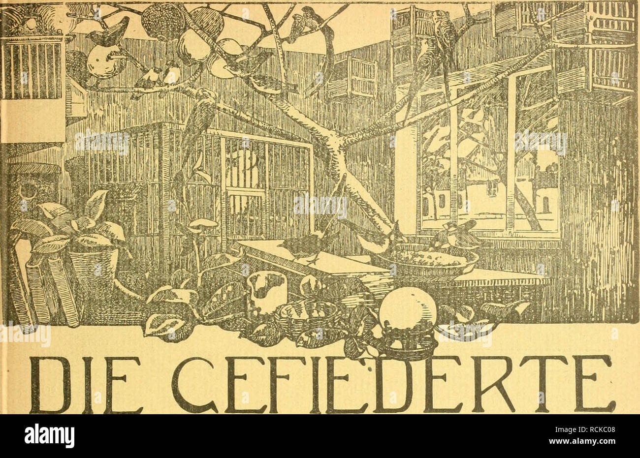 . Die Gefiederte Welt. Gli uccelli. Heft 2. 14. Januar 1915. Jahrgang XLIV.. CEFl DIE WELT WOCHENSCHRIFT FÜl -VOGELLIEBHABER.- Begründet von Dr. Karl Ruß. Herausgegeben von Karl Neunzig in Hermsdorf bei Berlin. INHALT: Die Wachtel und ihre Pflege. Karl von Finck, Neukölbi. (Fortsetzung und Schluß.) Meine Mossambikzeigzucht. Von Josef Porzelt. Dompfaffenzüchtung. Von Friedrich Busse, Dessau. (Fortsetzung.) Jagd und Heimatschutz. Von Dr. Rudolf Korb. Kleine Mitteilungen. - Aus den Vereinen. - Vom Vogelmarkt. - Redaktions- briefkasten. Abonnementspreis vierteljährlich M. 1.50. (13 Nummern mit Abbildung Foto Stock