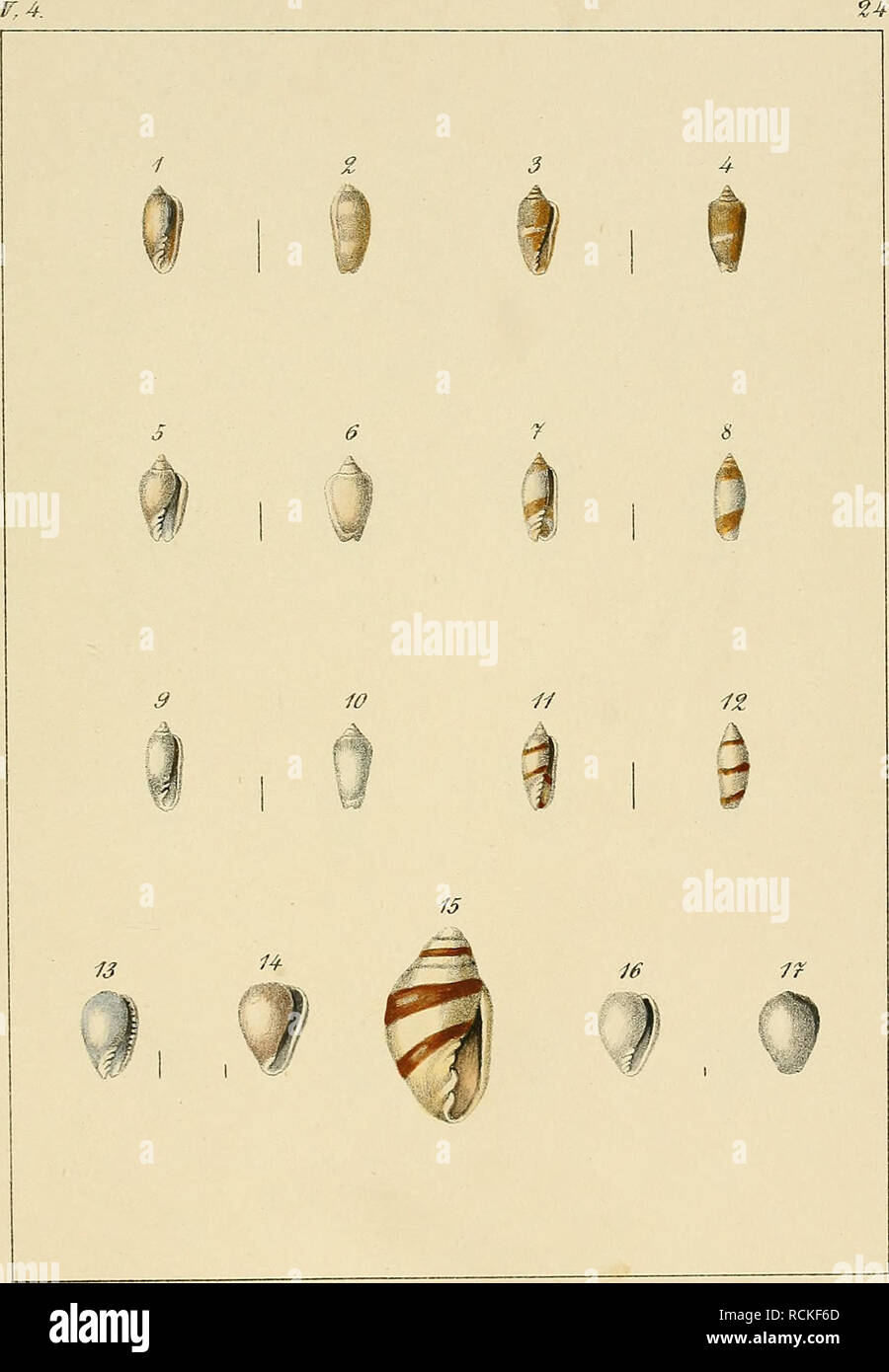 . Die Gattungen Cypraea und Ovula. Molluschi; Cypraea; Volutidae. . Si prega di notare che queste immagini vengono estratte dalla pagina sottoposta a scansione di immagini che possono essere state migliorate digitalmente per la leggibilità - Colorazione e aspetto di queste illustrazioni potrebbero non perfettamente assomigliano al lavoro originale. Weinkauff, H. C. (Heinrich Conrad), 1817-1886; Martini, Friedrich Heinrich Wilhelm, 1729-1778; Chemnitz, Johann Hieronymus, 1730-1800; dallâ, William Healey, 1845-1927, ex proprietario. DSI. Nürnberg : Verlag von Bauer &AMP; raspe (Emil Küster) Foto Stock