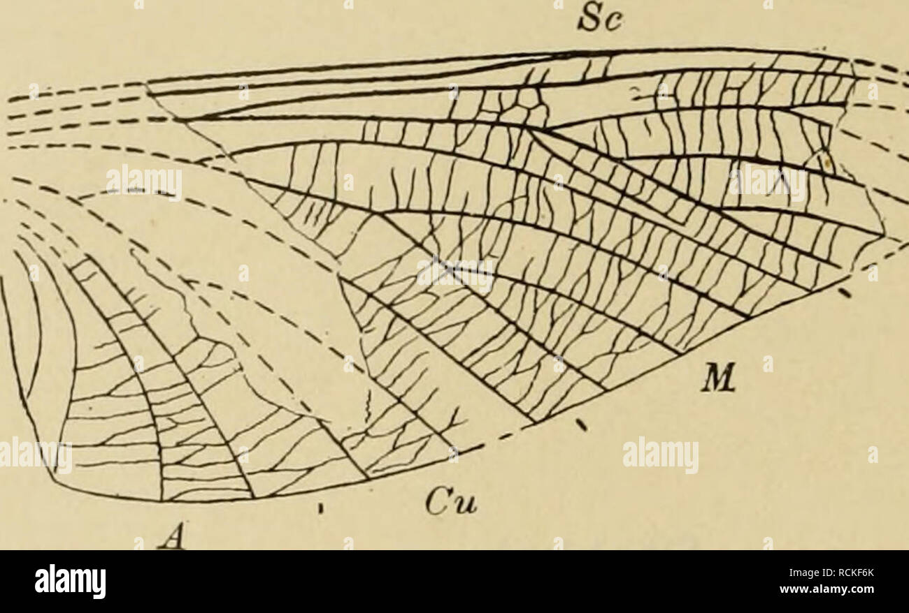. Die fossilen insekten und die phylogenie der rezenten formen; ein handbuch fÃ¼r palÃ¤ontologen und zoologen. Insetti, fossile. 1348¤NachtrÃ ge und Berichtigungen. Stobbsia Woodwardiana m. (Fig. i.) Fundort: Foley, Staffordshire, Inghilterra. Peacock Marl (vestfaliano). Mittleres Obercarbon. ,.Affin. Carbonarius Lithomantis", Stobbs, Geol. Mag. (4. s.) X. 524. 1903. ? (Palaeodictyopteron) sp., Handlirsch, Insekten fossili. 126. 1906. Lithomantis carbonarius (?), Woodwavd, Geol. Mag. (5.) III. 26. Fig. 1. 1906. "Â =**. Ã y'Rs. Fig. 1. Stobbbsia Woodwardiana m. X 1*2. (Nach Woodw.) Die LÃ¤esn d Foto Stock