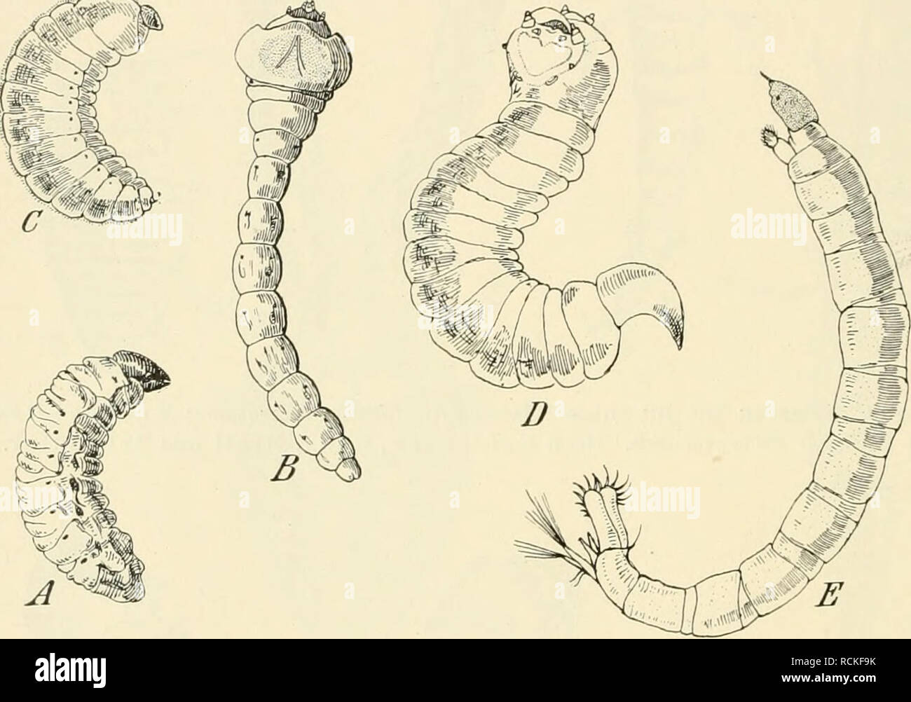 . Die forstinsekten Mitteleuropas. Ein Lehr- und handbuch. Alberi; Insetti Utili. 164 Kapitel IV. Fortpflanzung. gehörenden Larven sind weichhäutig und weißlich und führen ein verborgenes Leben: Wie die Larven der Borken- und Rüsselkäfer, der Bienen, Wespen, Ameisen und der Schlupfwespen. Andere Larven jedoch, wie die Dipterenlarven eucephalen, die ebenfalls, wenn auch etwas gezwungen, in diese Gruppe einzureihen sind, führen vielfach ein freies Leben und sind deshalb meist auch stärker chitinisiert. Ss) Larven ohne Kopfkapsel und stark rückgebildeten, resp. umgebildeten Mundgliedmaßen; im Foto Stock
