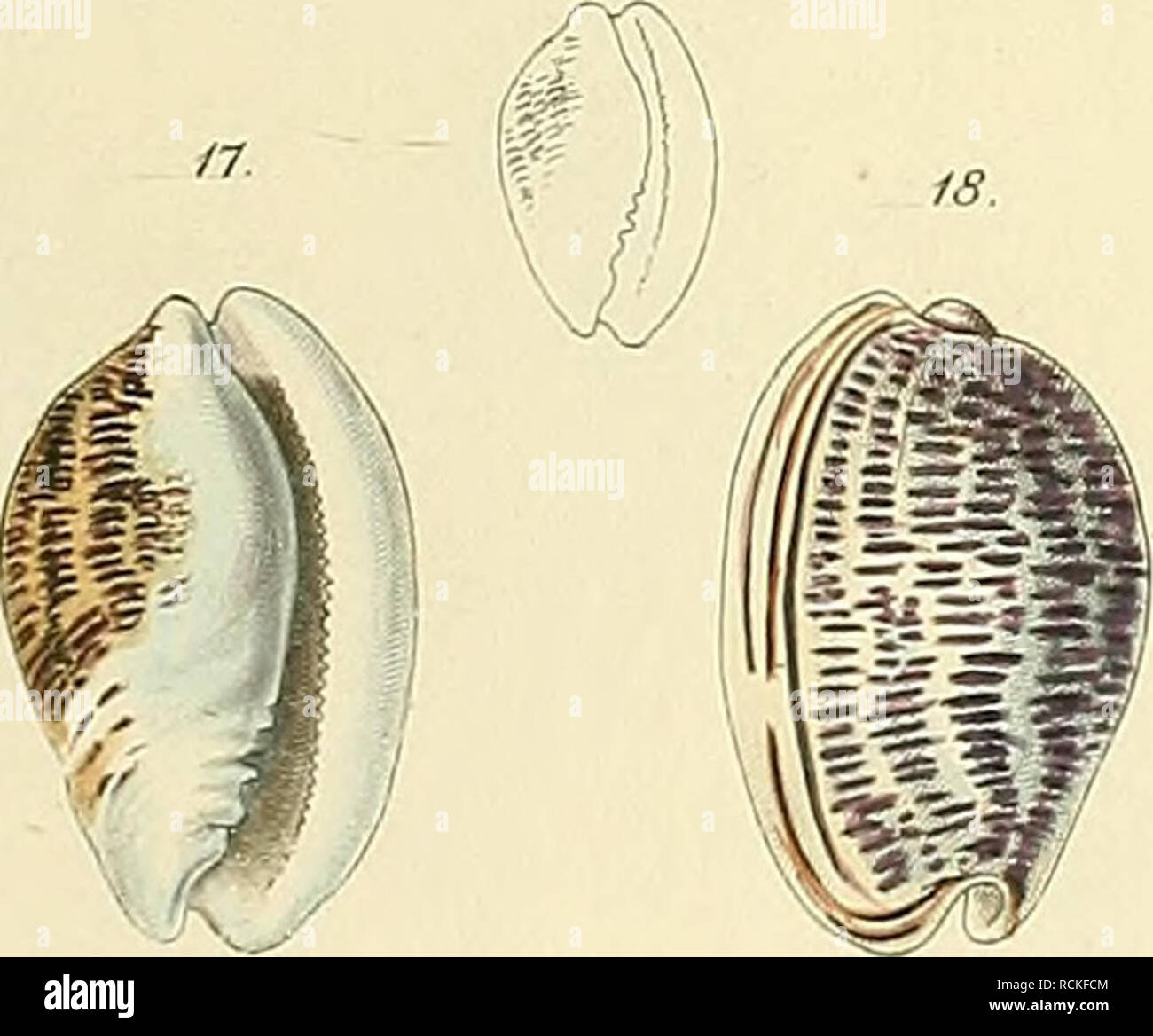 . Die Gattungen Cypraea und Ovula. Molluschi; Cypraea; Volutidae. . Si prega di notare che queste immagini vengono estratte dalla pagina sottoposta a scansione di immagini che possono essere state migliorate digitalmente per la leggibilità - Colorazione e aspetto di queste illustrazioni potrebbero non perfettamente assomigliano al lavoro originale. Weinkauff, H. C. (Heinrich Conrad), 1817-1886; Martini, Friedrich Heinrich Wilhelm, 1729-1778; Chemnitz, Johann Hieronymus, 1730-1800; dallâ, William Healey, 1845-1927, ex proprietario. DSI. Nürnberg : Verlag von Bauer &AMP; raspe (Emil Küster) Foto Stock