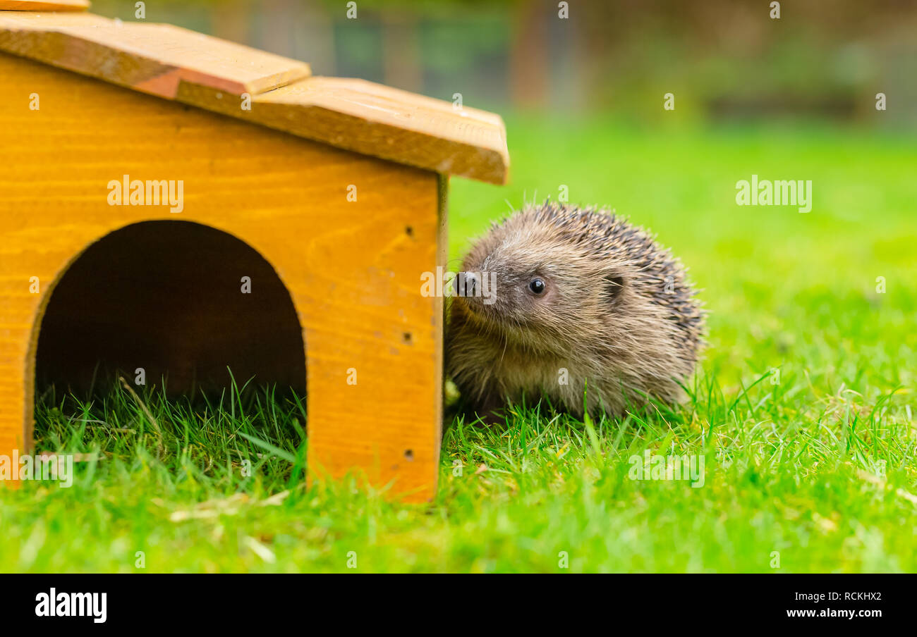 Riccio (Erinaceus europaeus) nativa, wild,hedgehog europea nel giardino naturale habitat e casa di hedgehog sul verde prato. Paesaggio. Posizione orizzontale Foto Stock