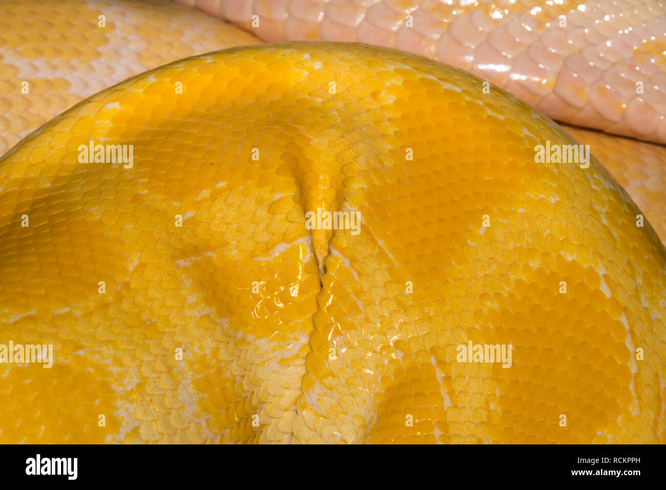 Albino Burmese python (bivittatus Python) Foto Stock