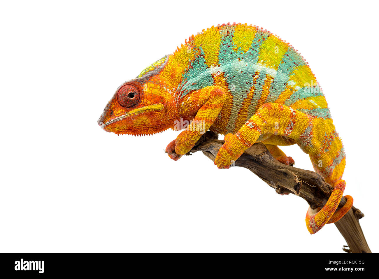 Giallo blu lizard Panther chameleon isolati su sfondo bianco Foto Stock