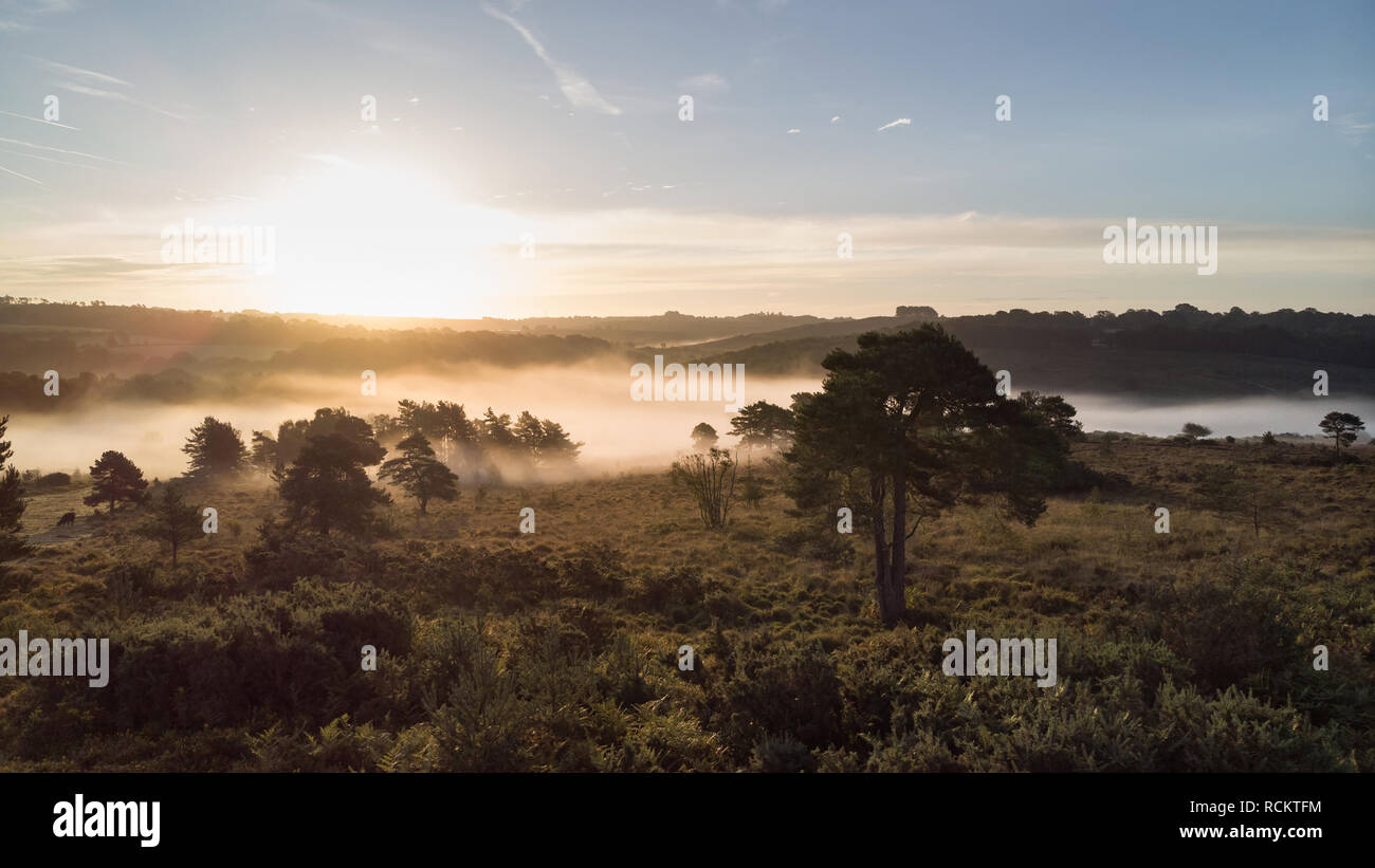 Bellissima alba immagine orizzontale di fuco vista aerea di autunno cadono scena della foresta Foto Stock