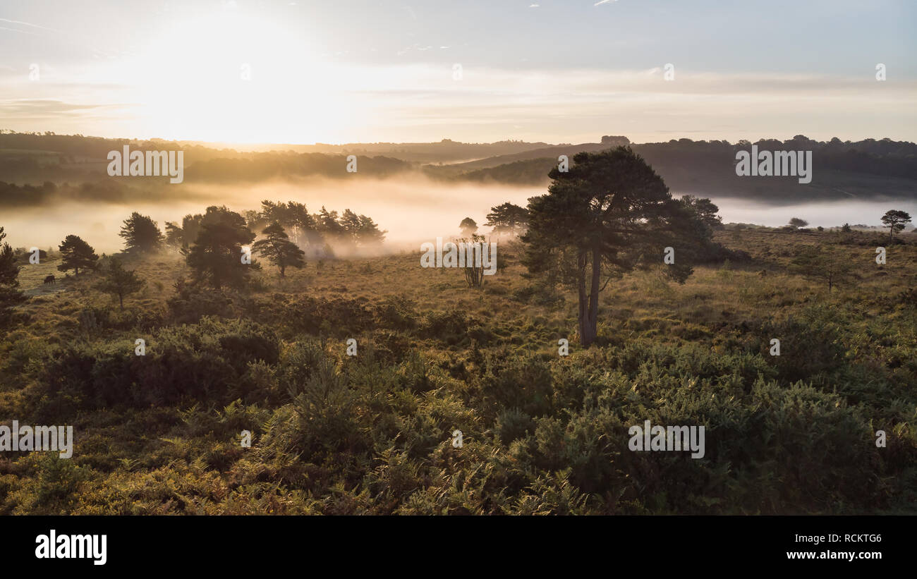 Bellissima alba immagine orizzontale di fuco vista aerea di autunno cadono scena della foresta Foto Stock