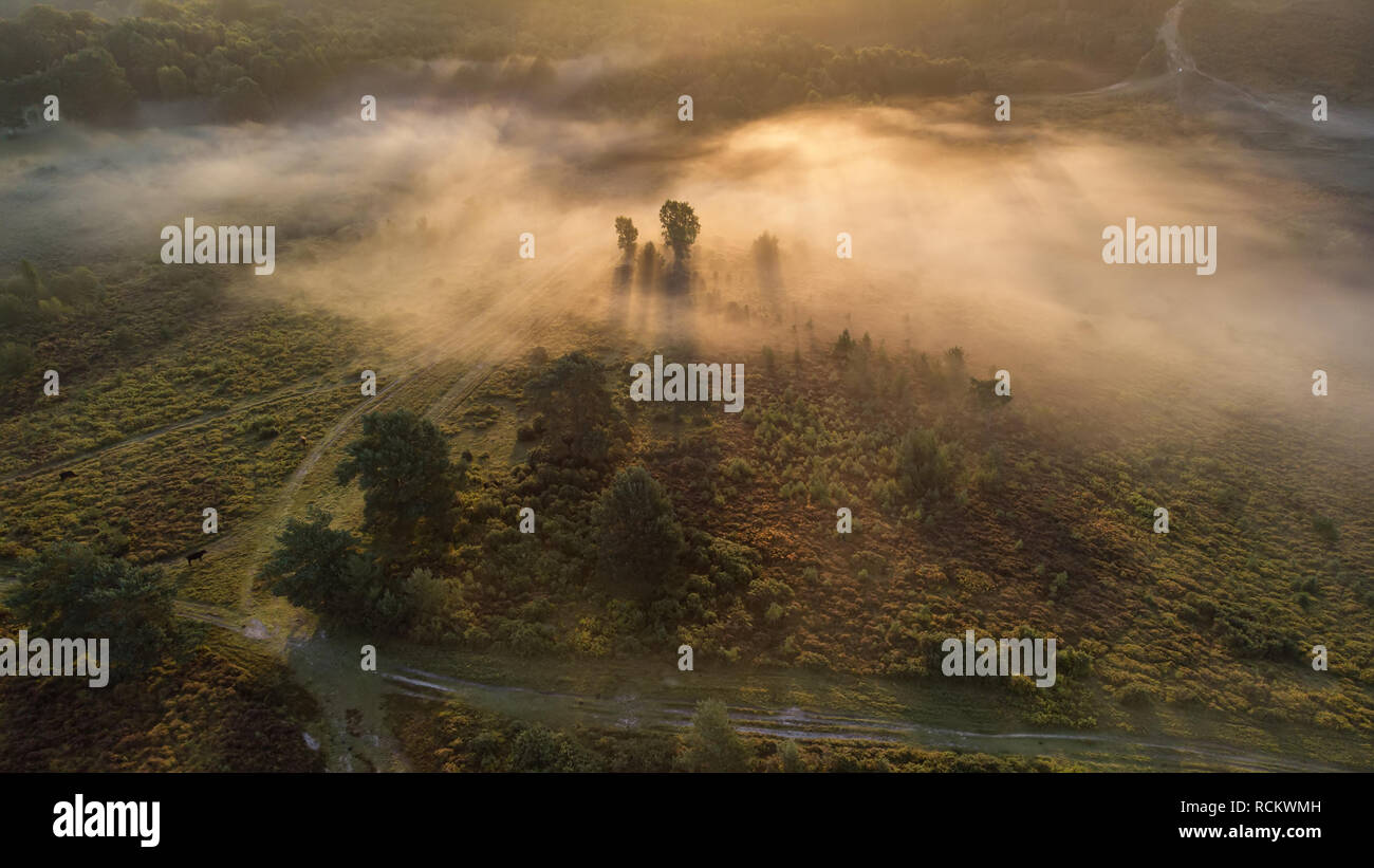 Bellissima alba immagine orizzontale di fuco vista aerea di autunno cadono scena della foresta Foto Stock