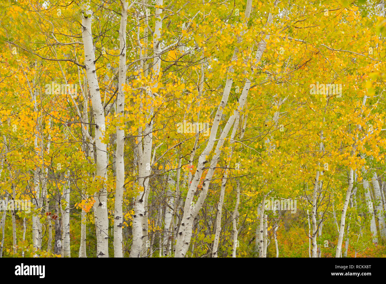 Aspen bosco in tarda estate, Fort Provvidenza parco territoriale, Northwest Territories, Canada Foto Stock