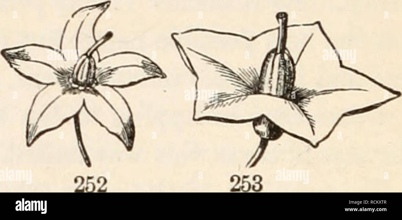 . Gli elementi di botanica per i principianti e per le scuole. Botanica. risentì in vecchie foto, con una impugnatura slanciata al di sotto, Fig. 249-251, 255. A campana, o Campanulate; dove un breve e ampio tubo si allarga verso l'alto, a forma di campana, come nel maiale. 254. Ad imbuto o tramoggia di forma; grad- ually diffusione al vertice di un tubo che è ristretta al di sotto, in la. Si prega di notare che queste immagini vengono estratte dalla pagina sottoposta a scansione di immagini che possono essere state migliorate digitalmente per la leggibilità - Colorazione e aspetto di queste illustrazioni potrebbero non perfettamente assomigliano al lavoro originale. Grigio, Asa, 1810-18 Foto Stock