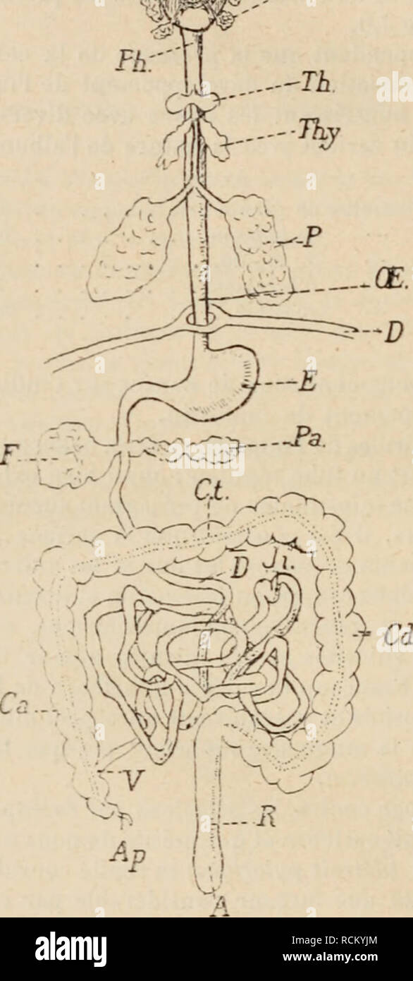 . Dictionnaire de physiologie. Fisiologia. 5i&GT;4 intestino. Des divevticules de l'intestino s'observent da frà©quemment chez la plupart des animaux. Chez les invertÃ©brÃ©s, oÃ¹ la distinzione entre gros et petit intestino est impossibile, nous verrons qu'il existe souvent onu formÃ diverlicule© de tubi ramifiÃ©s dont l'ensemble forme onu organe volumineux appelÃ© hÃ©pato-pancrÃ©come : nous dÃ©crirons ultÃ©rieurement cet organe et dirons dans quelle mesure on peut le considÃ©rer comme onu semplice diver- licule de l'intestino, ou onu remaniÃ diverticule© et diffÃ©renciÃ© mÃ©ritant plutÃ't le nom de glande un Foto Stock