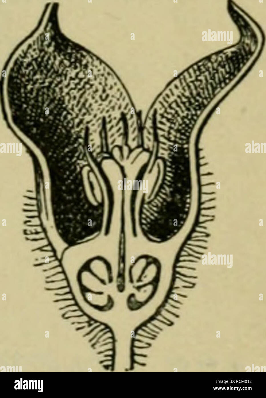 . Elementi di botanica. Piante. Gli organi vitali. Un, stami e pistillo di un tulipano (l'cade rimosso); s, stami ; p, pistillo; B, un distinto stame, con la sua antera a scaricare il polline; / il filamento; C, polline-grani. come le buste floreali. Fiori che hanno gli organi vitali sono chiamati fiori perfetti. Essi possono quindi essere perfetta senza essere completo. Nei casi in cui l'cade contiene solo una fila di pezzi, si suppone che i petali sono carenti. Tale imperfetta fiori sono detti essere apetcdous, Fig. 117. 176. Regolare e simmetrica dei fiori. - Un fiore è regolare se Foto Stock