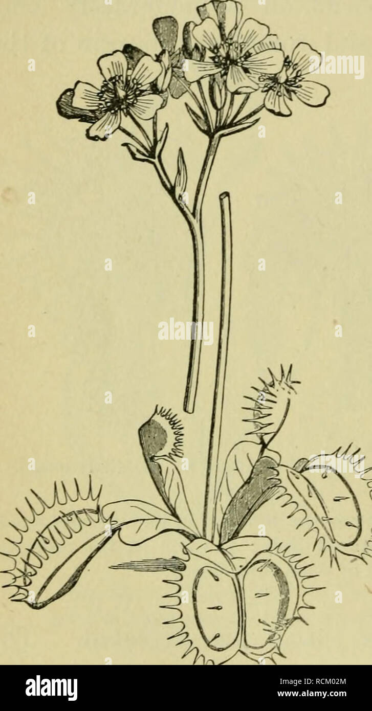 . Elementi di botanica. Piante. 106 elementi di botanica. In Venus flytrap", che cresce nelle regioni di sabbia orientale della Carolina del Nord, il meccanismo per la cattura di insetti è ancora più notevole. Le foglie, come mostrato in Fig. 95, terminano con una porzione a cerniera che è circondato da una frangia di setole rigide. Sul lato interno di ciascuna metà della trappola crescere tre peli corti. La trappola è talmente sensibile che quando i peli sono toccati si chiude con uno scatto e molto generalmente riesce a captur- ing fly o altro insetto che è spuntata. L'insetto imprigionato e poi muore e viene digerito, somewha Foto Stock