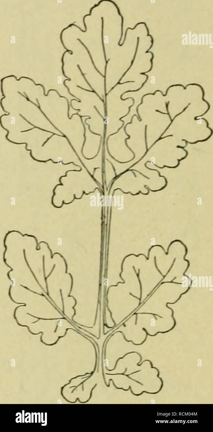 . Elementi di botanica. Piante. Fig. 68. • Palmately Netted-Veined foglia di melone. Fig. 69. - Pinnately diviso foglia di celandine. La lama di balestra è discontinua, costituito da più porzioni tra le quali sono gli spazi in cui nessuna parte della lama è stato sviluppato. Notare il modo in cui la metà del numero intero di piccioli sono ritorti e alcuni degli altri piegato per portare la superficie adeguata della foglia in alto verso la luce. Fare dei bordi di queste foglie mostrano grandi spazi tra di essi rispetto alle foglie di olmo ha fatto, cioè sarebbe uno spruzzo di acero di intercettare la luce solare 1 Qualsiasi tipo di acero wi Foto Stock