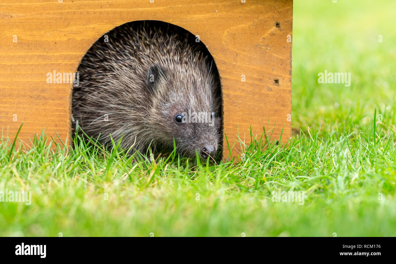 Riccio (Erinaceus europaeus) nativa, wild,hedgehog europea nel giardino naturale habitat e casa di hedgehog sul verde prato. Paesaggio. Posizione orizzontale Foto Stock