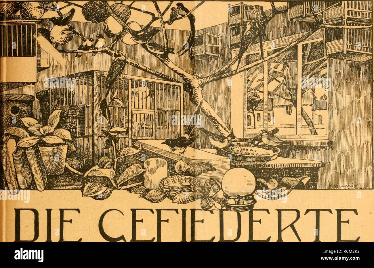 . Die Gefiederte Welt. Gli uccelli. WM Heft 39. 27. Settembre 1917. Jahrgang XLVI.. DIE WELT CEEIE WOCHENSCHRIFT FÜR -VOGELLIEBHABER.- Begründet von Dr. Karl Ruß. Herausgegeben von Karl Neunzig in Hermsdorf bei Berlin. INHALT: Katzensteuer. Von A. Klengel, Meißen. Aus meiner Vogelstube. Rudolf von Neunzig. Gefiederte Findlinge. Von prof. K. H. Diener. (Fortsetzung.) Das Rotkehlehen. Von Wilhelm Limberger, Kassel. Erinnerungen vergangener Zeiten! Planderei "SU J. Birk, Lipsia. Kleine Mitteilungen. - Vogelschutz. - Sprechsaal. - Aus den Vereinen. Vom Vogelmarkt. - Redaktionsbriefkatten. Abonnementspr Foto Stock