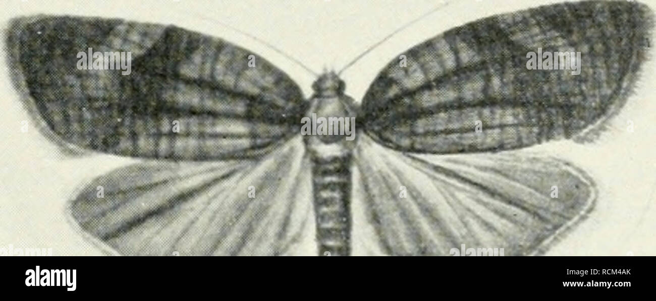 . Die forstinsekten Mitteleuropas. Ein Lehr- und handbuch. Alberi; Insetti Utili. I. Unterordnung: Microlepidoptera, Familie Tortricidae. 267 Schädling beobachtet und eingehend beschrieben nach seinen Entwicklungs- stadien, circuizione Bionomie RSU. Der vacillare fliegt von Juni bis August, legt seine Eier an die Rinde kleiner Zweige und bedeckt sie mit detriti, mit Schuppen, jedoch nicht in modo vollständig wie bei viridafia. Die Raupe lebt in zusammengesponnenen und gerollten Blättern (AMI-Juni). Colpito werden verschiedene Eichenarten. Bei miglior Vermehrung kann es zu Kahlfraß kommen; Silvestri v Foto Stock