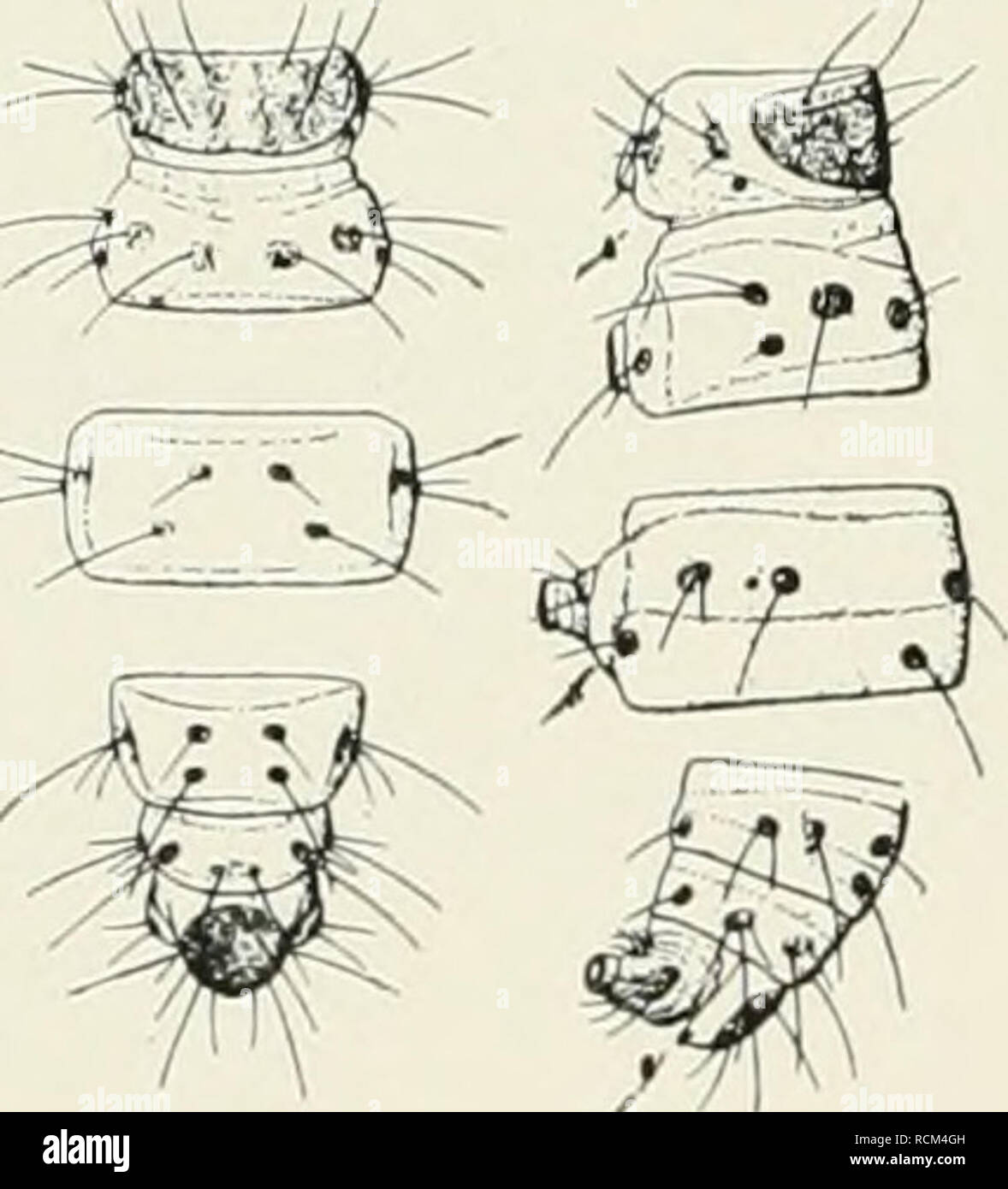 . Die forstinsekten Mitteleuropas. Ein Lehr- und handbuch. Alberi; Insetti Utili. 244 II. Spezieller Teil. Hinterflügel zartgrau (bei Earias chlorana L., die verschiedentlich in der Praxis mit viridana verwechselt wird, sind die Hinterflügel weiß!). Addome mehr oder weniger grau, zuweilen grünlich überhaucht. Als Geschlechtsunterschiede gibt Gasow un: Beim 9 Vorderflügel meist (nicht immer) länger und breiter; Fühler des cT bewimpert stärker als die des Q (mikroskopisch festzustellen!); Hinterleibsende des cf durch die bei- den, init grauen Schuppen besetzten Lateralklappen ge- ^^^^ kennz Foto Stock