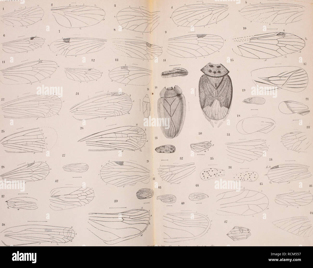 . Die fossilen insekten und die phylogenie der rezenten formen; ein handbuch für paläontologen und zoologen. Insetti, fossile. Handlirsch: Insekten fossili Tai. XLIll.. ,)  . HoiMPtira (22 46) - Incertae sedis (47 48). Lias-Insekten: Diptera (1-13) - Palaeohemiptera (14) - Heiwptera (15. Si prega di notare che queste immagini vengono estratte dalla pagina sottoposta a scansione di immagini che possono essere state migliorate digitalmente per la leggibilità - Colorazione e aspetto di queste illustrazioni potrebbero non perfettamente assomigliano al lavoro originale. Handlirsch, Anton, 1865-. Leipzig, W. Engelmann Foto Stock