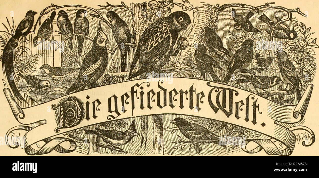 . Die Gefiederte Welt. Gli uccelli. Beitffftrift für 35ögclItc6I)akr, =3iW)ter inib =§än-mer. 93cfteUungen burc^ iebe sui^= f;aiiblung, joraie jcbe *lic grncueruitg 6es JlÃortnemcnfo tvxvb iit geneigte grinneruitg geÃrac^t. §Ktt att: Uetiev bie *pvöminmg bcv ©iiig= tmb @d)mii(ft>ögel mit ©tatg; mebaiKen f^ortf^l^u^S )â 9cod) ein 2?eitvag juv Jteiintniji be§ ©iimpfvot)r(ttngcr§ (@d)lu[!). SBa§ bev i'olfgnuinb von bcn mi^ögeln evää(;lt (®d;lnj!). Ovnitf)0logifd)c Untjd;au im ',vviil)jal)v 1885. 3ft o!}lvoller jiitiäglid) ober (d;nblid; ? (®d)lii6). 5Bvicflid)e Witttjcilungcn. 9orecchia Foto Stock