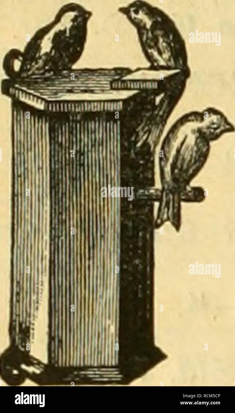 . Die Gefiederte Welt. Gli uccelli. 106 Die geflebette 3BeIt. Sf'^fljc'lt fÃ¼r SÃoflelltebbabet, "imb SÃ¼cbter 'tjÃ¤Mblec. ^t. 11. Gr. Bode goologifr^^c (Bropanblung, Scijjjtg, ctiiDfiefelt: 2Beaenfitti*e, etnacfÃ¼btt, ^ar 7 M., 10 "Pat 65 M, TlannÃ¤sen 3 Ji, Â©tlberfafÃ¤nicn, ^arabismitmen, Dtangewebct ^A 4 Ã¼&lt;Ã, SlfJabagagfatmeber, 5JJiicb., @locfen= BÀ¶gel, gtemfenrittt*C, TlnÃ¤)., Â©tuet 6 M., ?llc;canberftttd)e ^a 12,/^t 9Son ben frÃ¼&amp;ct angi-jeigten 93Ã¶geln 6abe nocb 0reÂ§en SSorrat^. Â¤aSoUfiÃ nbige 'Preislifte foftenloS unb poftfrei. [531] NistkÃ¤sten-FABRIK (prÃ¤mirt: ( Foto Stock