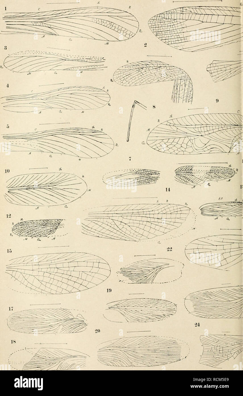 . Die fossilen insekten und die phylogenie der rezenten formen; ein handbuch für paläontologen und zoologen. Insetti, fossile. Handlirsch: Insekten fossili.. -J / ^ Mnntoidf&GT;T ([I I6) - Blattoidea (17-39) " Lias-InSekten: I.ocustoidea (i -10) - Mantoiciea 1^1. Si prega di notare che queste immagini vengono estratte dalla pagina sottoposta a scansione di immagini che possono essere state migliorate digitalmente per la leggibilità - Colorazione e aspetto di queste illustrazioni potrebbero non perfettamente assomigliano al lavoro originale. Handlirsch, Anton, 1865-. Leipzig, W. Engelmann Foto Stock