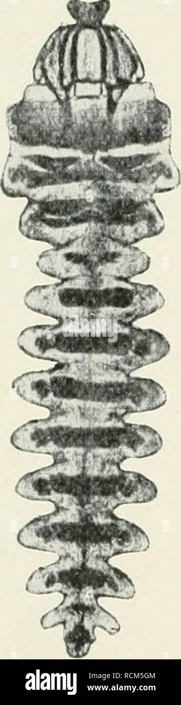 . Die forstinsekten Mitteleuropas. Ein Lehr- und handbuch. Alberi; Insetti Utili. 182 II. Spezieller Teil. -Im orletzlen Stadium ist die Raupe noch flacher, die rauhen Chitinplatten noch stärker ausgebildet und zum Teil mit starken Zähnen reibeisenartig besetzt. Die IMandibeln sind in diesem Stadium fast völlig flach und gleichen gerippten Messer- klingen (Baeri. Obwohl die Fraßerscheinungen, die geschlängelten Rindenminen un Eichen, durchaus nicht selten sind, ist der Urheber derselben erst im Jahre 1909 von W. Baer (1909) als Gracía. simploniella F. R. festgestellt worden. Der genannte Fo Foto Stock