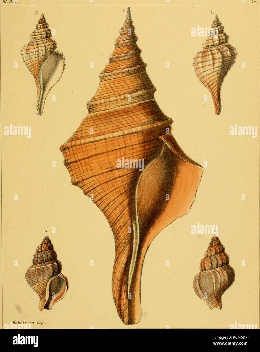 . Die Gattungen Pyrula und Fusus : nebst Ficula, Bulbus, Tudicla, Busycon, Neptunea und Euthria. Gastropoda. m.s. h. Si prega di notare che queste immagini vengono estratte dalla pagina sottoposta a scansione di immagini che possono essere state migliorate digitalmente per la leggibilità - Colorazione e aspetto di queste illustrazioni potrebbero non perfettamente assomigliano al lavoro originale. Kobelt, Wilhelm, 1840-1916; Martini, Friedrich Heinrich Wilhelm, 1729-1778; Chemnitz, Johann Hieronymus, 1730-1800. Nürnberg : Bauer &AMP; Raspe Foto Stock