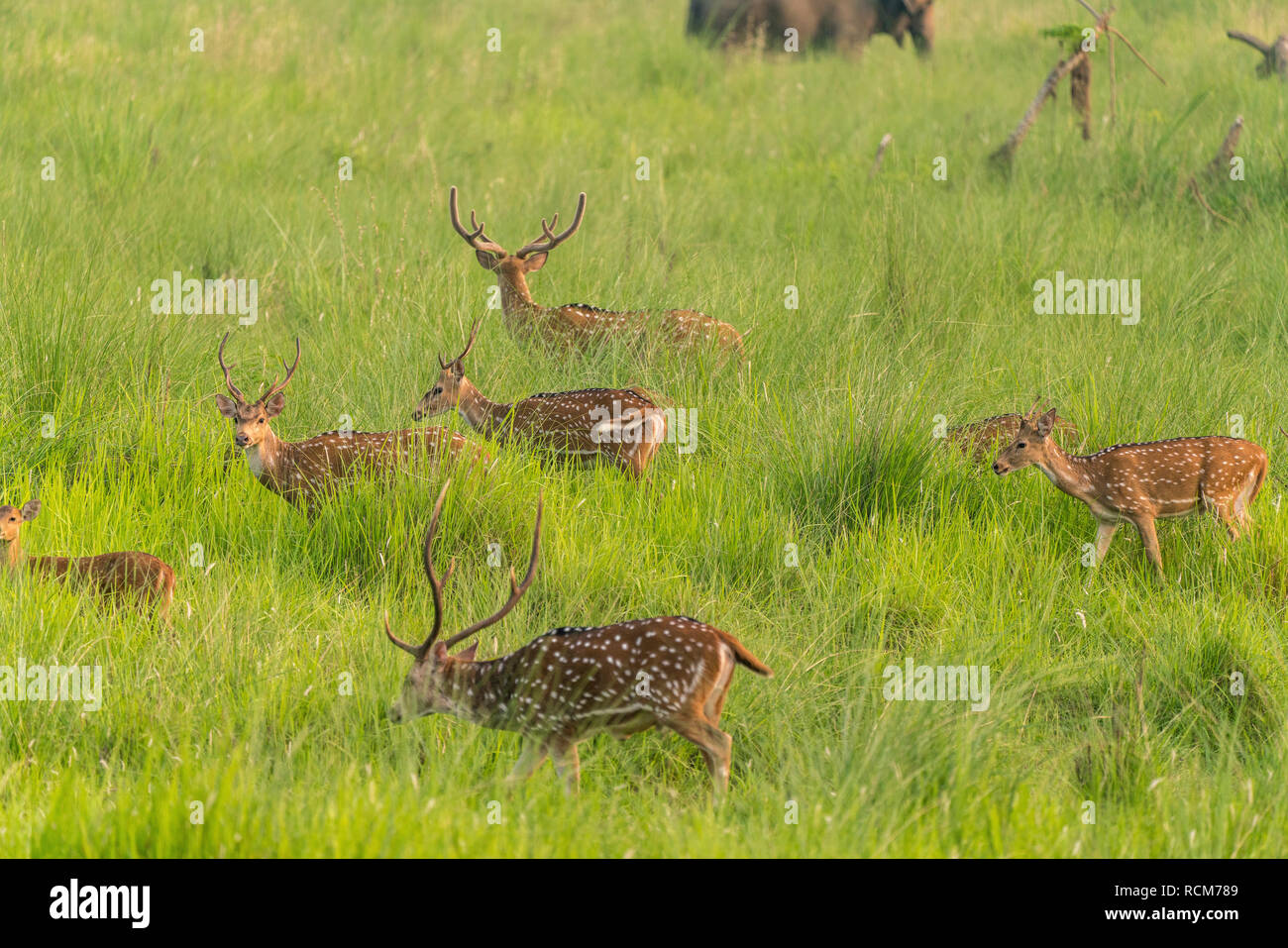 Sika macchiato o allevamento di cervi in erba elefante. La fauna selvatica e la foto di animali. Giapponese deer Cervus nippon Foto Stock