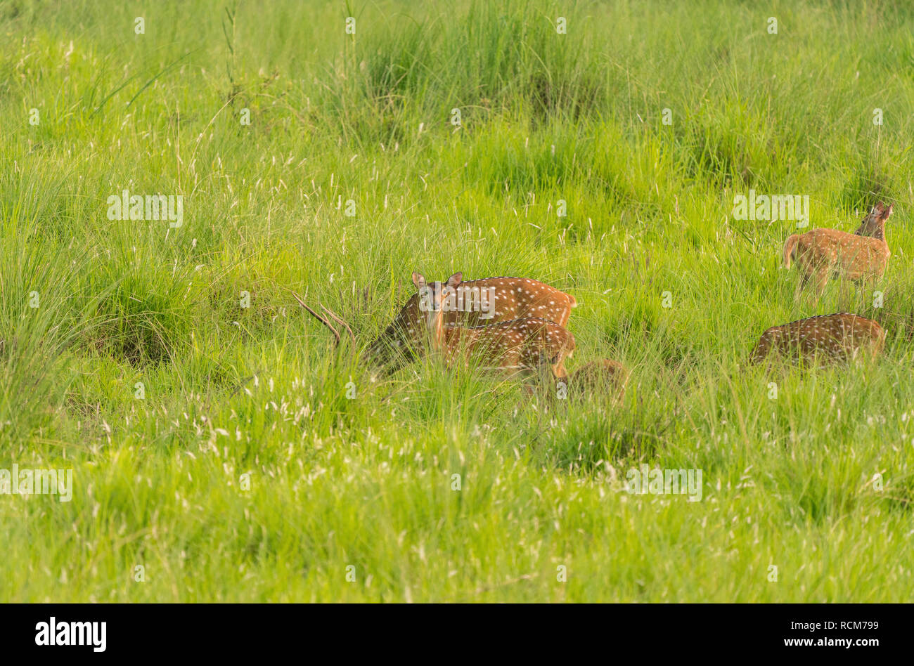 Sika macchiato o allevamento di cervi in erba elefante. La fauna selvatica e la foto di animali. Giapponese deer Cervus nippon Foto Stock