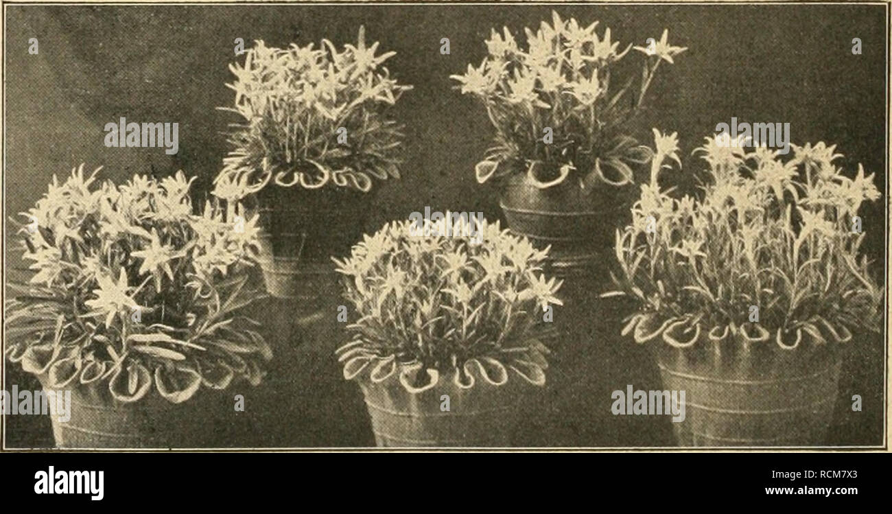 . Die Gartenwelt. Il giardinaggio. 170 Die Gartenwelt. XXIV, 19 Pflanzen werden hier macchine da scrivere elettroniche^ abgehärtet, era für die Zimmerkultur von wesentlichem Vorteil ist. Es wird ihnen dabei möglichst wenig Licht entzogen. Die Luftfeuchtigkeit ist etwas knapp, da uomo jedenfalls Rücksicht auf die sich anschließenden Familienzimmer nimmt. Obige Verhältnisse sind für empfindliche oder verzärtelt ge- zogene farne nicht geeignet. Darum war es eine Freude für mich, die Widerstandsfähigkeit der in der Ueberschrift bezeichneten Arten durch längere, tägliche Beobachtung festzustellen. Die fasanen- federartigen Wedel des Foto Stock