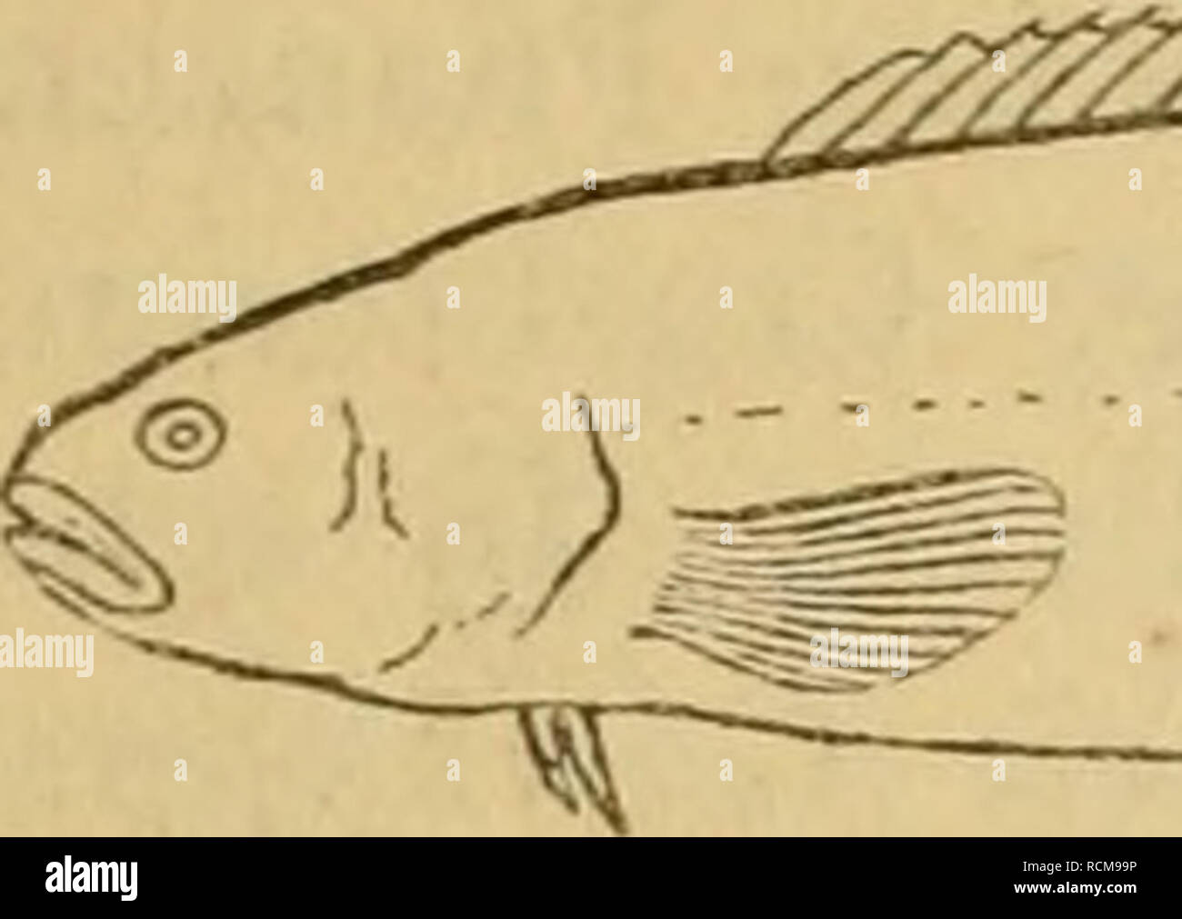 . Die Fische der Ostsee. Pesci. 61 29- Centronotus gunnellus L. Europäischer Butterfisch; pld. Messersched, Mefsschäde, Knapschäde; dän. Tistefisk; schwed. tejstefisk, svärdfisk. 10 mal. R 76-8o. Un 2}39 -44. B i|i. Länge 15 - 30 cm. 9 Così lang als hoch, 2 mal höher als breit. Farben: Braun oder gelblichbraun marmorirt. 10-14 schwarze, weifs gerandete Augenflecke längs der base der Rückenflosse. Der Butterfisch, von dem wir aus der Kieler Bucht 22-23 cm lange Exemplare erhalten haben, lebt einzeln zwischen Pflanzen, Steinen, un Muschelpfählen und nährt sich von kleinen Krustenthieren (Aniphipod Foto Stock