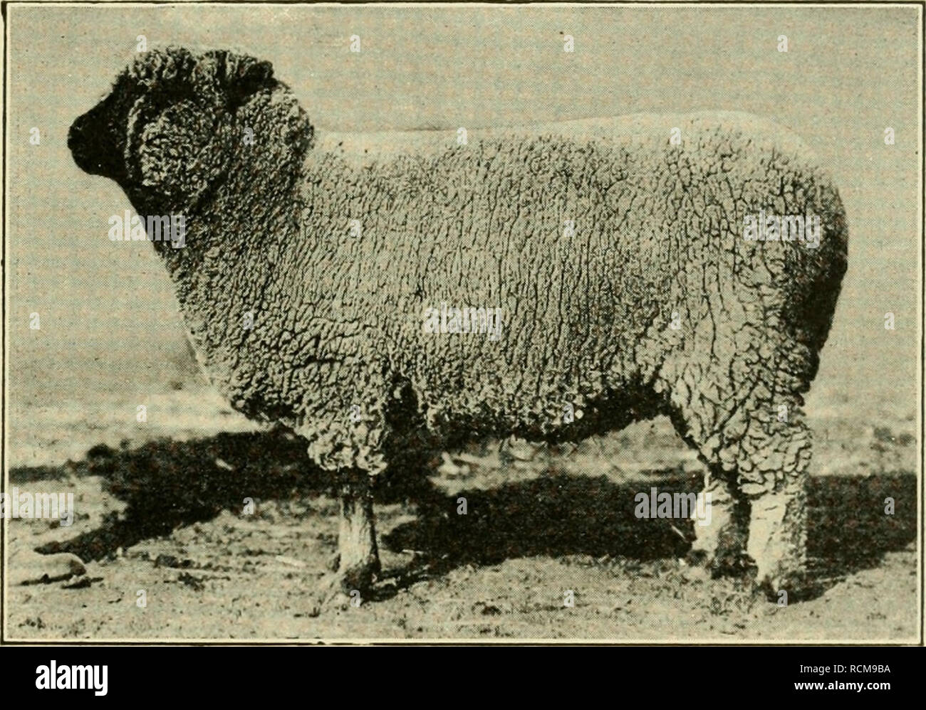 Gli elementi della pratica agricola. L'agricoltura. Pecore 221 bouillet,  altri di lana razza, nata in Francia. È più grande del Merino, ha una  migliore Httle carcassa di montone, generalmente è stropicciata