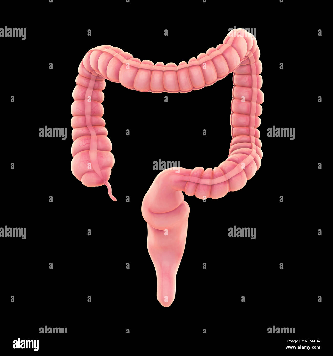 Colon umano anatomia Foto Stock