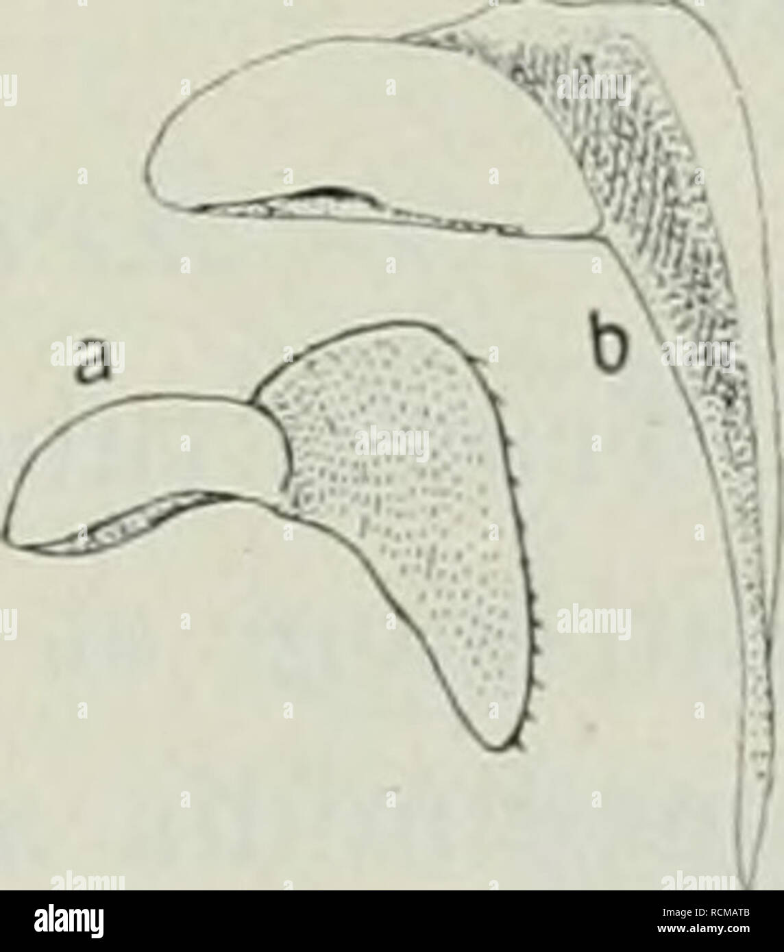. Die Fauna Südwest-Australiens; Ergebnisse, caldaia a recupero. von W. Michaelsen und R. Hartmeyer. Zoologia. Trunci segmentum 1. sulco intramarginali latiore et meno profundo. Ipse margo crasso post inaequaliter fissus: lamina interna rotun crassa- i dati quam brevior esterna. Epimera subtus crassa, ad elevare longitudinem carinata. Segmentum 2. epimeris fissis, lamina interno magna, oblique rotundate tetragona. Pronotum ^/g - ^/g dorsi explens. Caudae segmentum 5. epimeris parallelis vel pau- lum convergentibus. Telsum quarta parte latius quam longius, in medio satis coarctatum, margine postico recto, Foto Stock